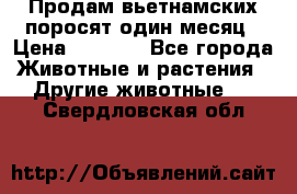 Продам вьетнамских поросят,один месяц › Цена ­ 3 000 - Все города Животные и растения » Другие животные   . Свердловская обл.